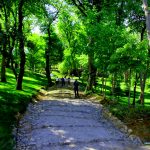 Emirgan kousu laleleri